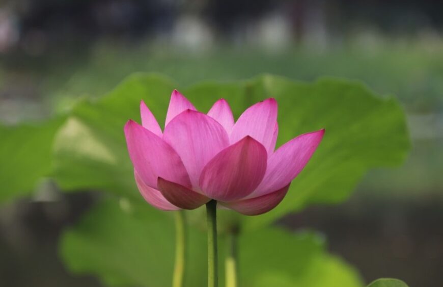 Lotus Flower